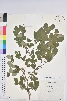 登錄號:S173479藏品圖，第1張