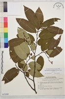 登錄號:S173509藏品圖，第1張