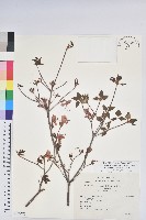 登錄號:S173570藏品圖，第1張