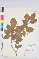 白木烏臼藏品圖，第1張