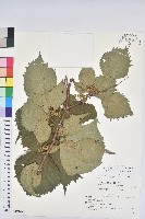 登錄號:S173687藏品圖，第1張