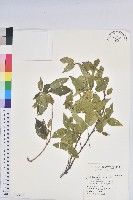 恆春鐵莧藏品圖，第1張