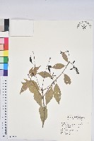 油葉石櫟藏品圖，第1張