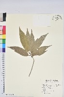 狹葉櫟藏品圖，第1張