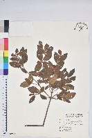 南澳杜鵑藏品圖，第1張