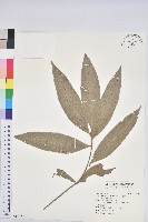 鬼石櫟、儲葉石櫟藏品圖，第1張