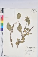 恆春鐵莧藏品圖，第1張