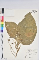 屏東鐵莧藏品圖，第1張