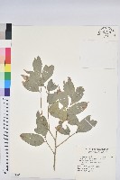 南仁鐵色藏品圖，第1張