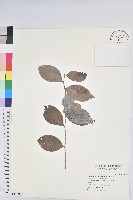 細葉饅頭果藏品圖，第1張