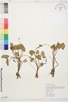 登錄號:S174203藏品圖，第1張