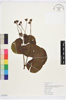 登錄號:S174223藏品圖，第1張