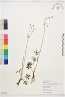 登錄號:S174224藏品圖，第1張