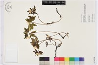 木質銀蓮花、蔭蔽銀蓮花藏品圖，第1張