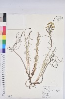 柏大戟藏品圖，第1張