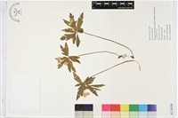 木質銀蓮花、蔭蔽銀蓮花藏品圖，第1張