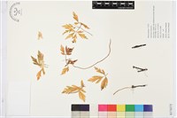 木質銀蓮花、蔭蔽銀蓮花藏品圖，第1張