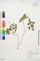 登錄號:S174532藏品圖，第1張