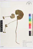 驢蹄草藏品圖，第1張