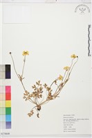 登錄號:S174648藏品圖，第1張