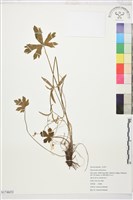 登錄號:S174653藏品圖，第1張