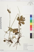 登錄號:S174701藏品圖，第1張