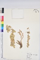 驢尾大戟藏品圖，第1張