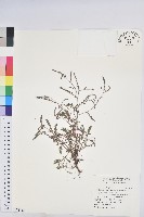 疣果葉下珠藏品圖，第1張