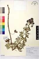 臺灣烏頭藏品圖，第1張