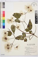 小木通藏品圖，第1張