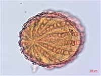 曲莖馬藍藏品圖，第2張