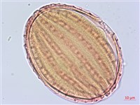 曲莖馬藍藏品圖，第3張