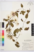 小木通藏品圖，第1張