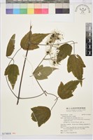 串鼻龍藏品圖，第1張