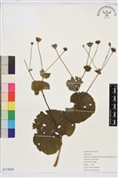 登錄號:S174828藏品圖，第1張