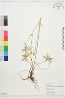 登錄號:S174831藏品圖，第1張