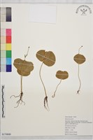 登錄號:S174840藏品圖，第1張