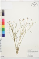 登錄號:S174891藏品圖，第1張