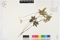 登錄號:S174893藏品圖，第1張