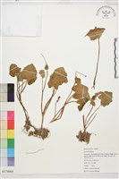 登錄號:S174905藏品圖，第1張