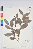 細葉饅頭果藏品圖，第1張