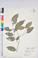 臺灣假黃楊藏品圖，第1張