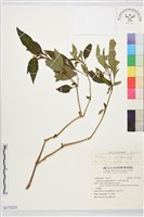 登錄號:S175223藏品圖，第1張