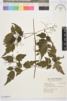 串鼻龍藏品圖，第1張