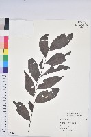 裡白饅頭果藏品圖，第1張