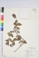 登錄號:S175338藏品圖，第1張