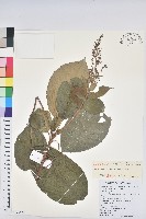 長梗三寶木藏品圖，第1張