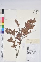 老鴉炮藏品圖，第1張