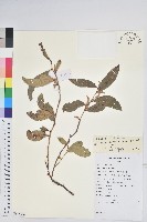 芳香白珠藏品圖，第1張