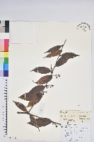 尾葉越橘藏品圖，第1張